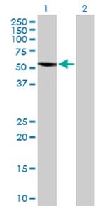 SPAG6 Antibody in Western Blot (WB)