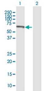 CREB5 Antibody in Western Blot (WB)
