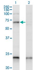 CREB5 Monoclonal Antibody (1E2)