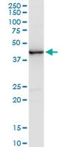 CREB5 Antibody in Western Blot (WB)