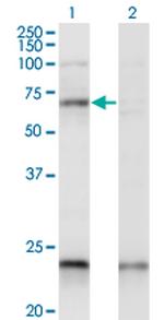 CREB5 Antibody in Western Blot (WB)