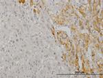 CREB5 Antibody in Immunohistochemistry (Paraffin) (IHC (P))