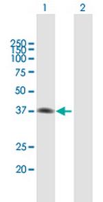MAD2L1BP Polyclonal Antibody, MaxPab™