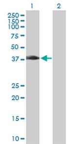MAD2L1BP Polyclonal Antibody, MaxPab™