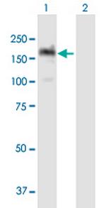 PITPNM1 Polyclonal Antibody, MaxPab™