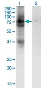 PDIA4 Monoclonal Antibody (2H3)