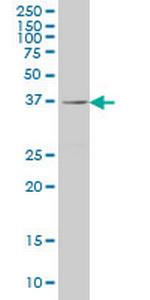 RAB36 Monoclonal Antibody (6A6)