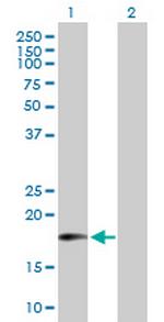 MTRF1 Polyclonal Antibody, MaxPab™