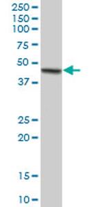 TRAF4 Antibody in Western Blot (WB)
