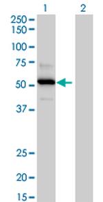 TRAF4 Polyclonal Antibody, MaxPab™