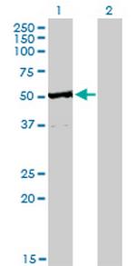 TRAF4 Monoclonal Antibody (3F6)