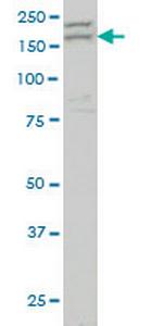 AATK Monoclonal Antibody (2C8)