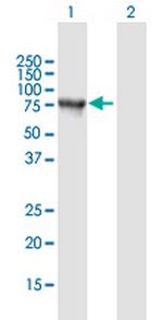 SNCAIP Polyclonal Antibody, MaxPab™