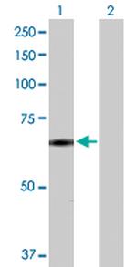 SNCAIP Polyclonal Antibody, MaxPab™