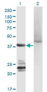 GNA14 Monoclonal Antibody (2H8)