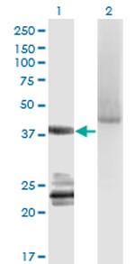 GNA14 Antibody in Western Blot (WB)
