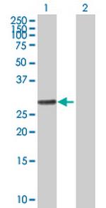RALGPS1 Polyclonal Antibody, MaxPab™