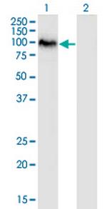 SAFB2 Monoclonal Antibody (4H3)