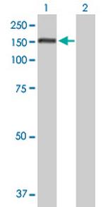 PUM1 Polyclonal Antibody, MaxPab™