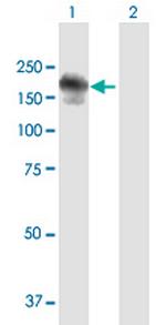 RIMS2 Polyclonal Antibody, MaxPab™
