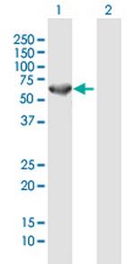 CEP57 Antibody in Western Blot (WB)
