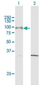 PCDHGA8 Polyclonal Antibody, MaxPab™