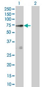 NOS1AP Polyclonal Antibody, MaxPab™