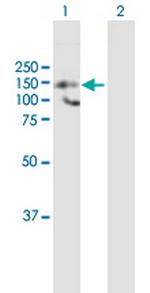 HDAC9 Polyclonal Antibody, MaxPab™