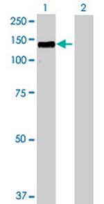 HDAC4 Polyclonal Antibody, MaxPab™