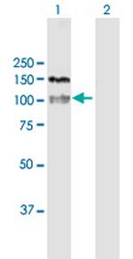 HDAC4 Polyclonal Antibody, MaxPab™