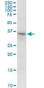 RNF144A Polyclonal Antibody, MaxPab™