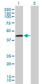 PTDSS1 Polyclonal Antibody, MaxPab™