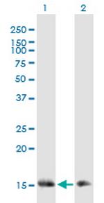 TOMM20 Antibody in Western Blot (WB)