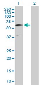 GIT2 Polyclonal Antibody, MaxPab™
