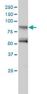 GIT2 Monoclonal Antibody (3B5-B9)