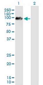 ARMCX2 Polyclonal Antibody, MaxPab™