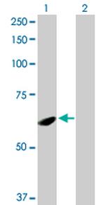 SPATA2 Polyclonal Antibody, MaxPab™