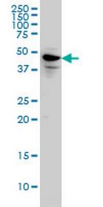 SPATA2 Antibody in Western Blot (WB)