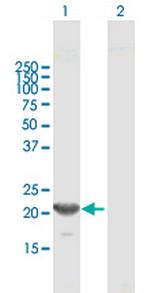 GINS1 Polyclonal Antibody, MaxPab™
