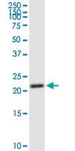 GINS1 Polyclonal Antibody, MaxPab™