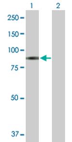 GAB2 Polyclonal Antibody, MaxPab™