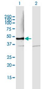 PSMD6 Polyclonal Antibody, MaxPab™