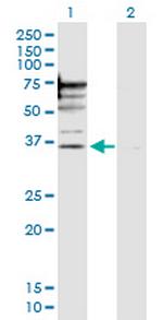 PSMD6 Polyclonal Antibody, MaxPab™