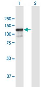 ZC3H11A Polyclonal Antibody, MaxPab™