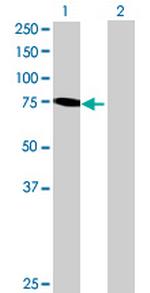 RHOBTB1 Polyclonal Antibody, MaxPab™