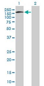 SNAP91 Polyclonal Antibody, MaxPab™