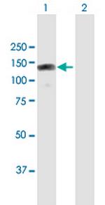 RBM19 Polyclonal Antibody, MaxPab™