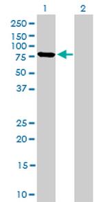 MFN2 Monoclonal Antibody (4H8)