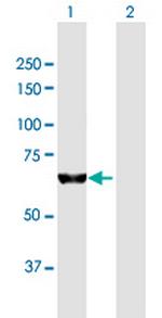 KIAA0020 Polyclonal Antibody, MaxPab™