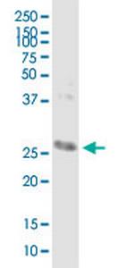 CD302 Monoclonal Antibody (8G7)